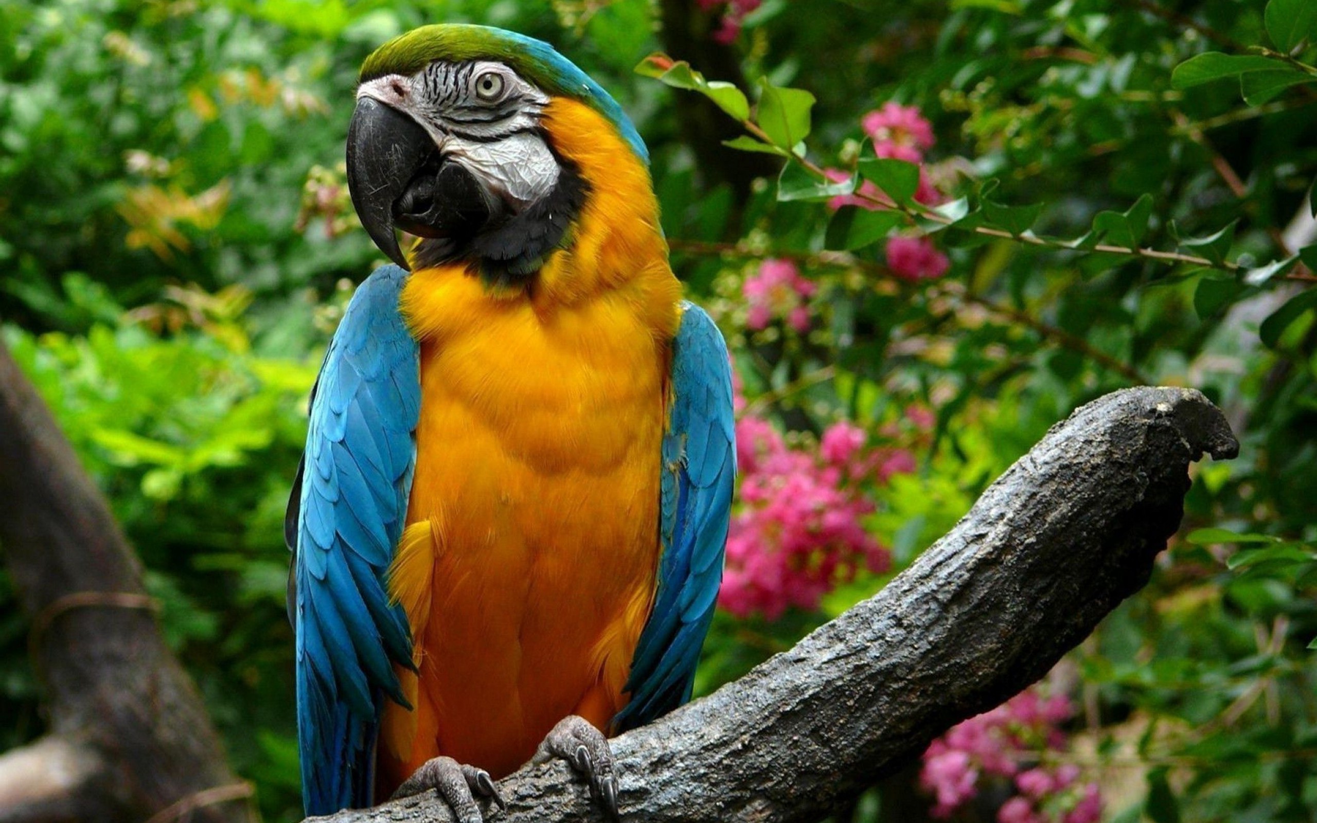 parrot birds Wallpaper