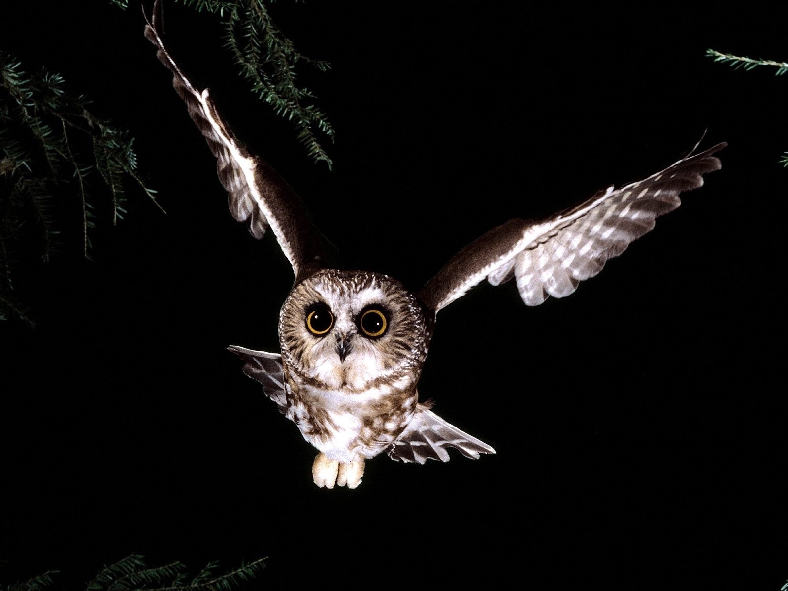 owl birds Wallpaper