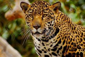jaguars animals