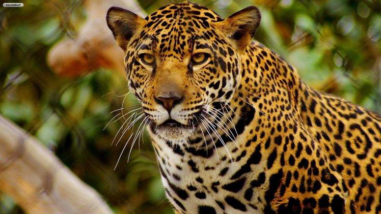 jaguars animals HD Wallpaper Desktop Background