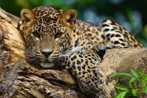 jaguars animals