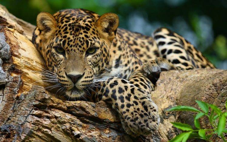 jaguars animals HD Wallpaper Desktop Background