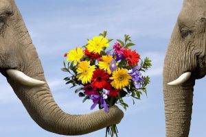 elephant animals flowers