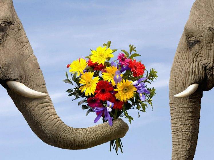 elephant animals flowers HD Wallpaper Desktop Background