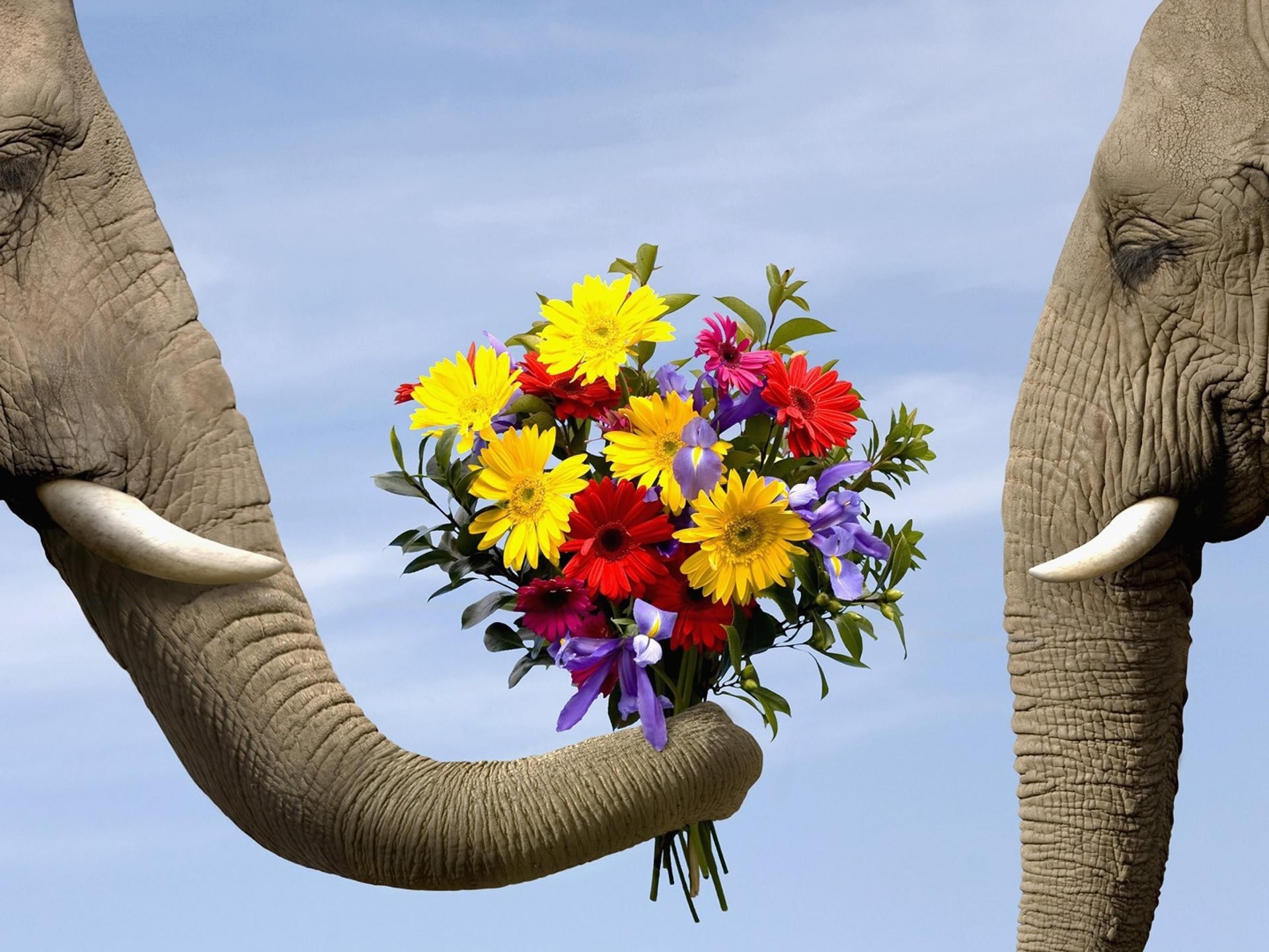 elephant animals flowers Wallpaper