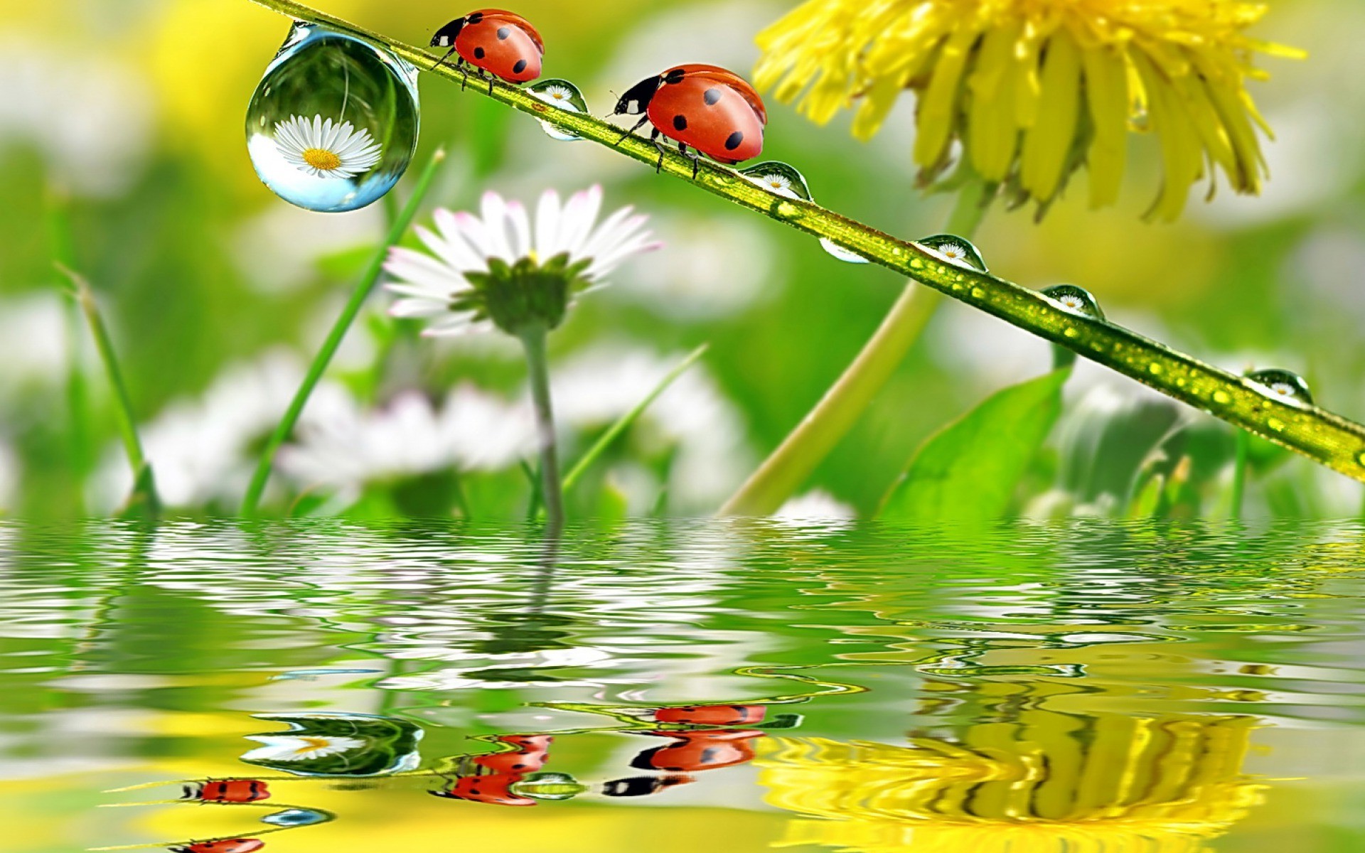 ladybugs animals Wallpaper