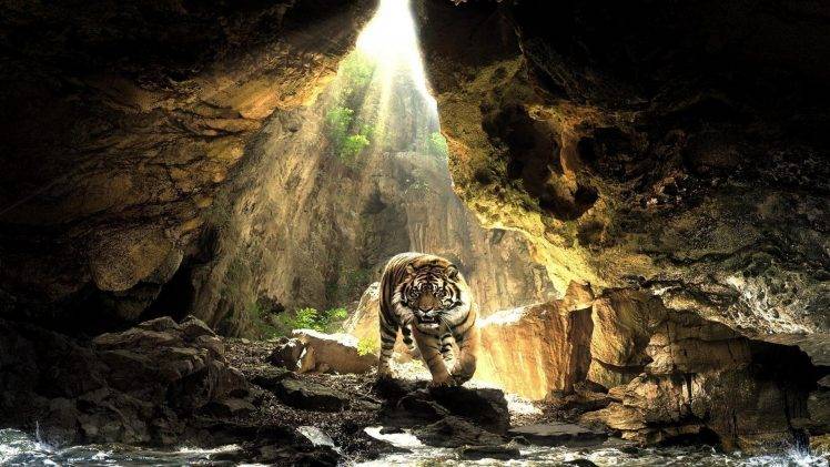 tiger animals wildlife HD Wallpaper Desktop Background