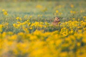 looking at viewer photography flowers field birds owl yellow flowers