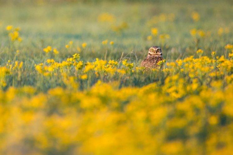 looking at viewer photography flowers field birds owl yellow flowers HD Wallpaper Desktop Background