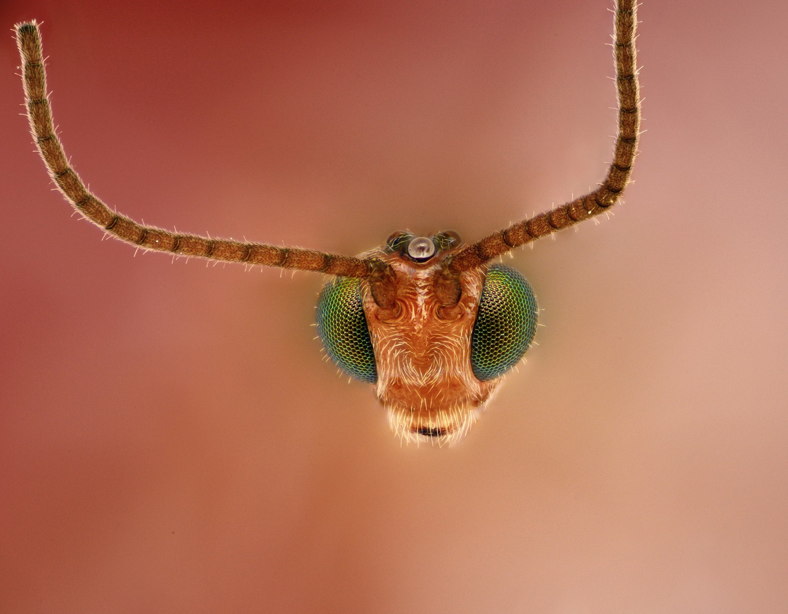 head eyes photography macro wasps insect Wallpaper