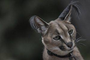 face ears hair photography wildlife wild cat caracal