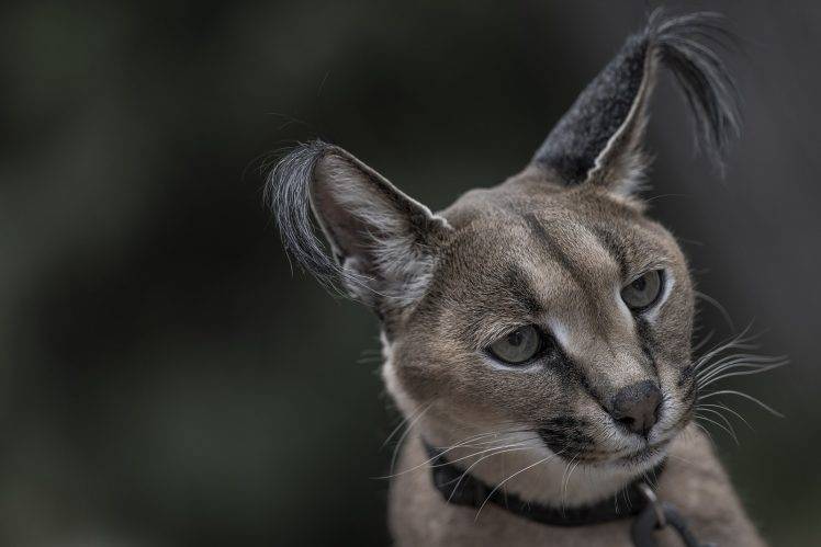 face ears hair photography wildlife wild cat caracal HD Wallpaper Desktop Background
