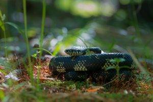 king photography snake cobra plants wildlife reptiles bokeh grass
