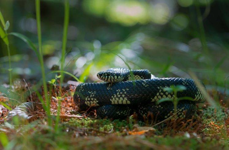 king photography snake cobra plants wildlife reptiles bokeh grass HD Wallpaper Desktop Background