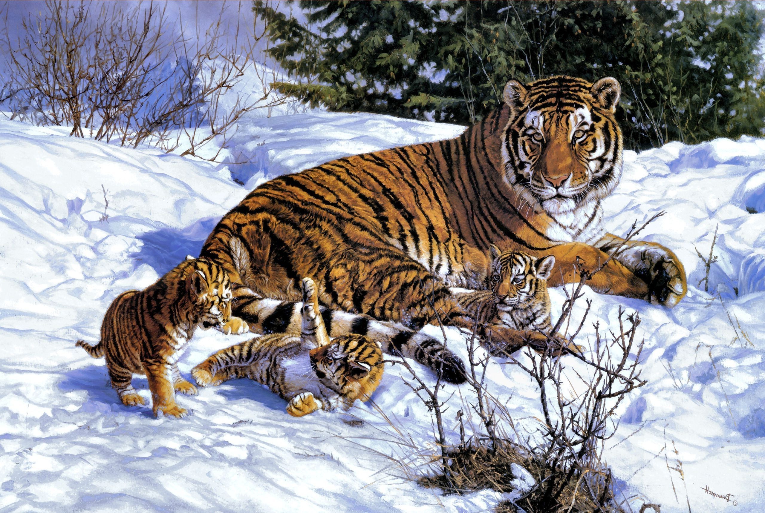 tiger animals Wallpaper