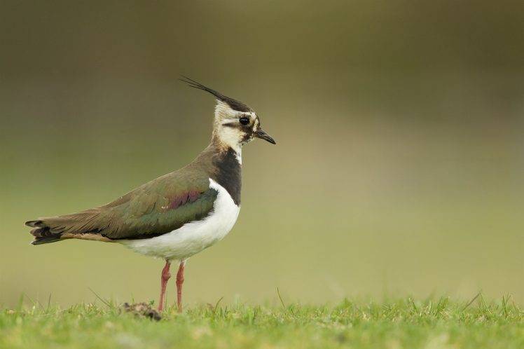 photography wildlife birds macro blurred grass HD Wallpaper Desktop Background