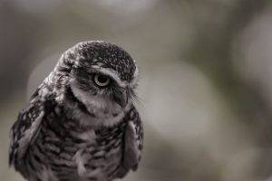 looking down photography nature owl bokeh birds wildlife