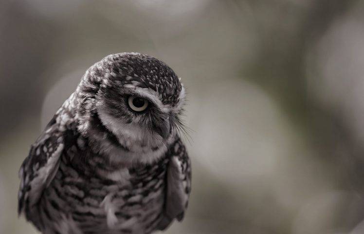 looking down photography nature owl bokeh birds wildlife HD Wallpaper Desktop Background