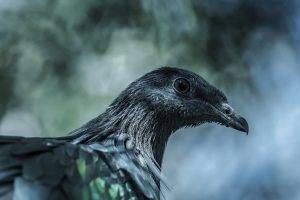 photography nature birds wildlife sumatra pigeons dove blue macro