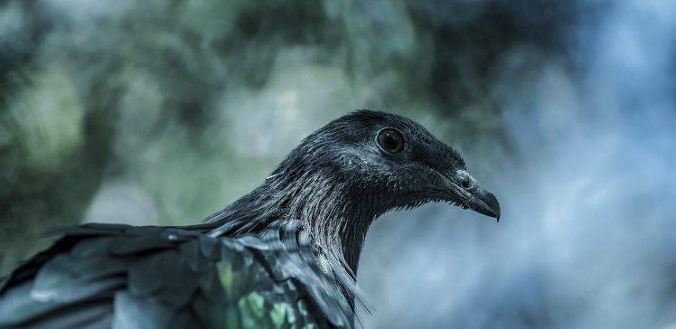 photography nature birds wildlife sumatra pigeons dove blue macro HD Wallpaper Desktop Background