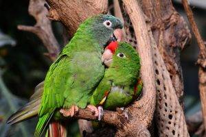 parrot birds