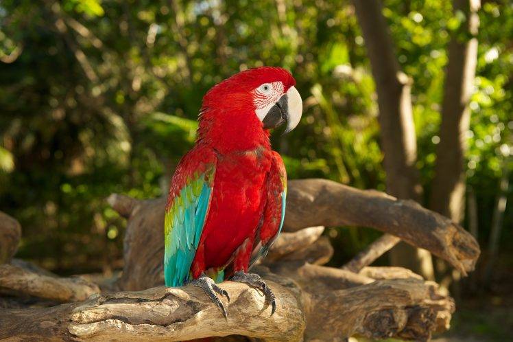 parrot birds HD Wallpaper Desktop Background