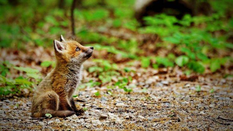 fox animals HD Wallpaper Desktop Background