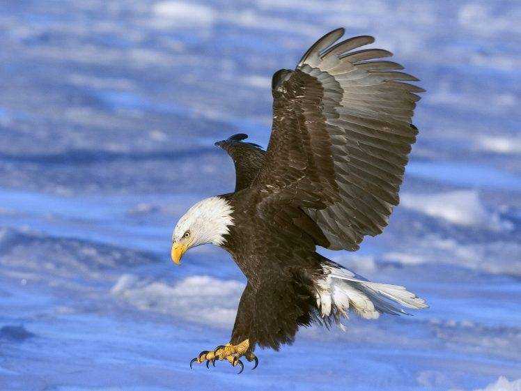 eagle wings sea attack birds bald eagle HD Wallpaper Desktop Background
