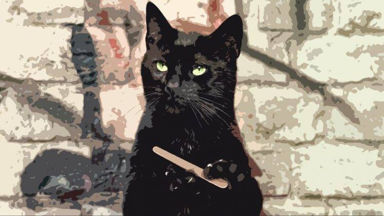 cat black cats animals humor HD Wallpaper Desktop Background