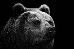 bears monochrome animals simple background