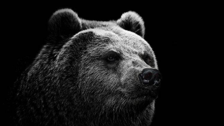 bears monochrome animals simple background HD Wallpaper Desktop Background