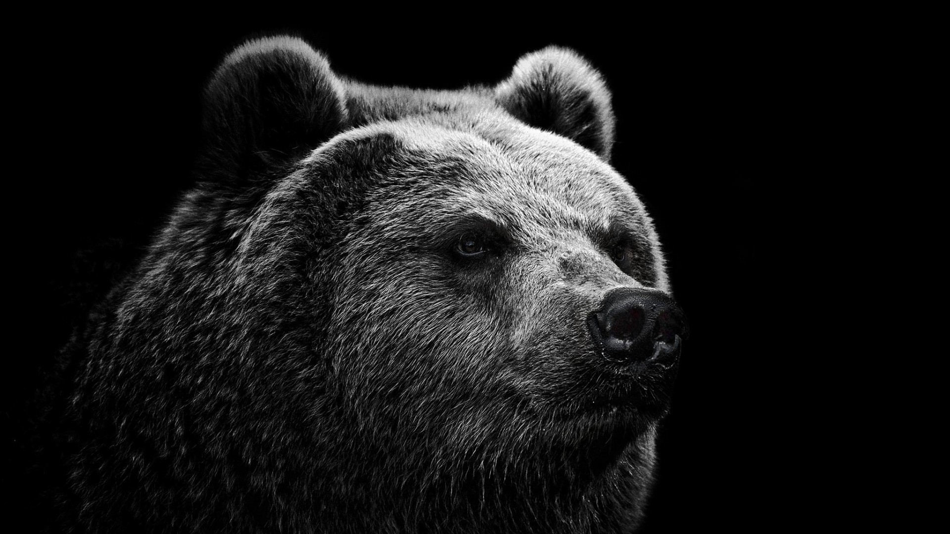 bears monochrome animals simple background Wallpaper