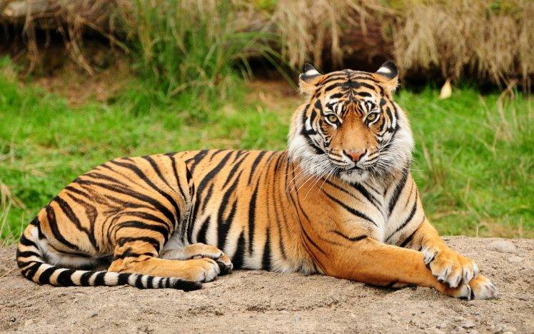 tiger animals big cats HD Wallpaper Desktop Background