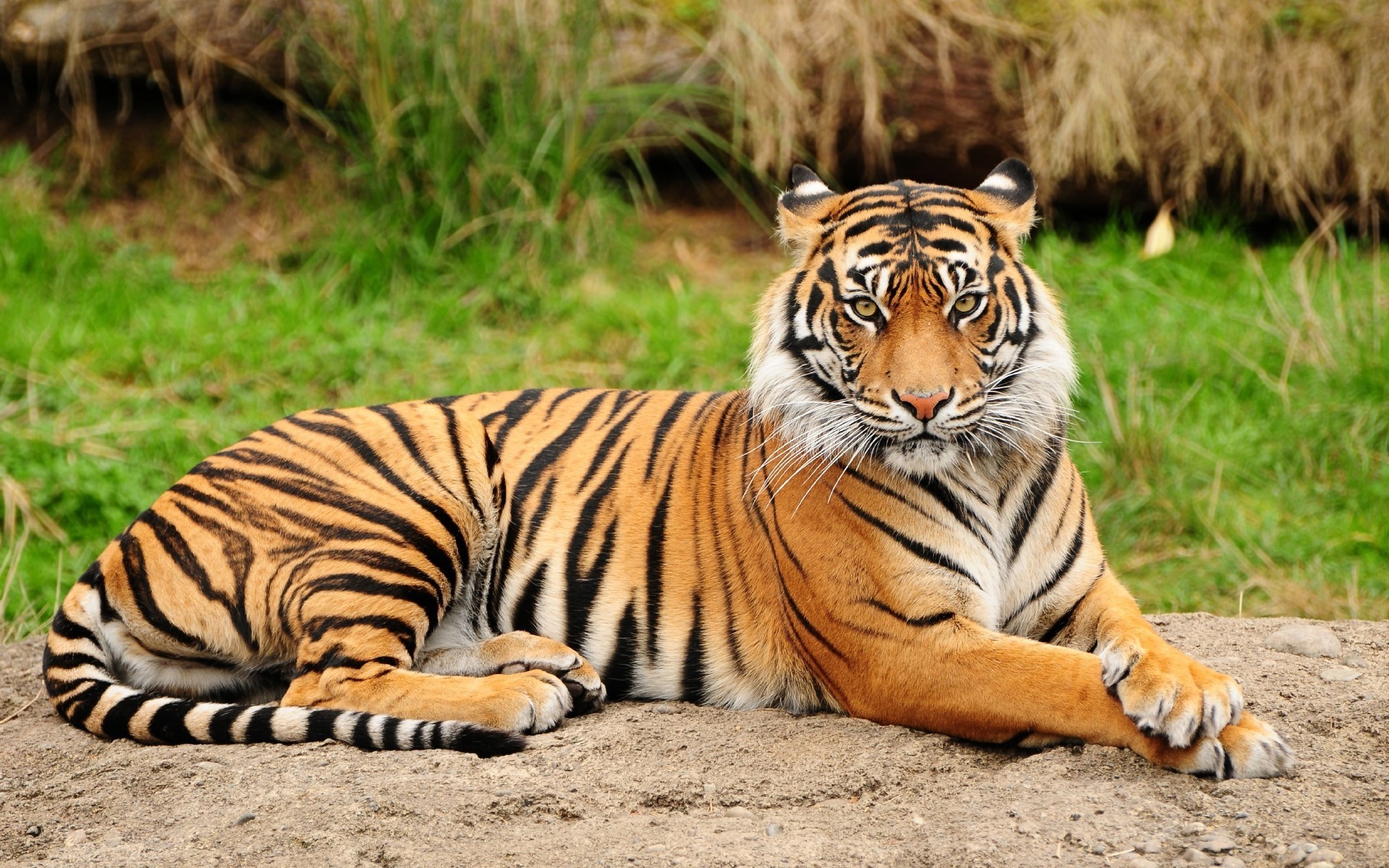 tiger animals big cats Wallpaper