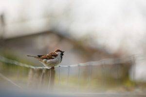 photography sparrow macro blurred birds fence bokeh house animals