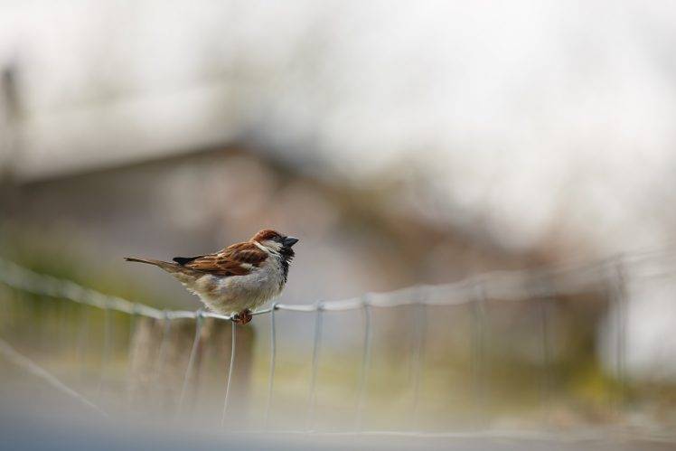 photography sparrow macro blurred birds fence bokeh house animals HD Wallpaper Desktop Background
