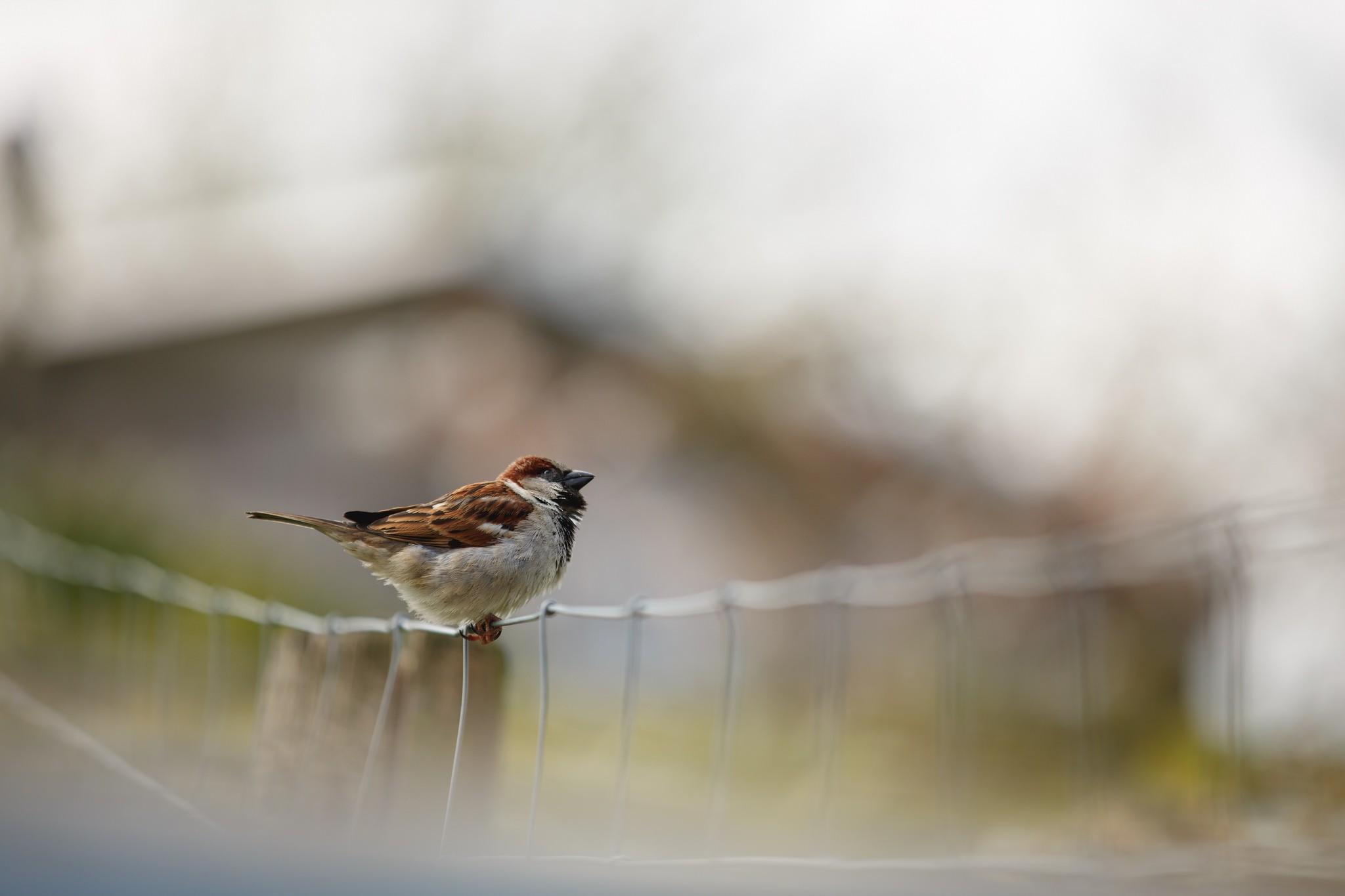 photography sparrow macro blurred birds fence bokeh house animals Wallpaper