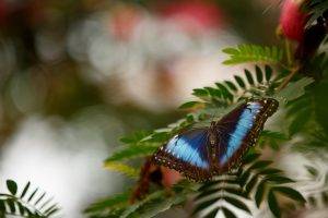 photography butterfly bokeh leaves blue macro insect animals