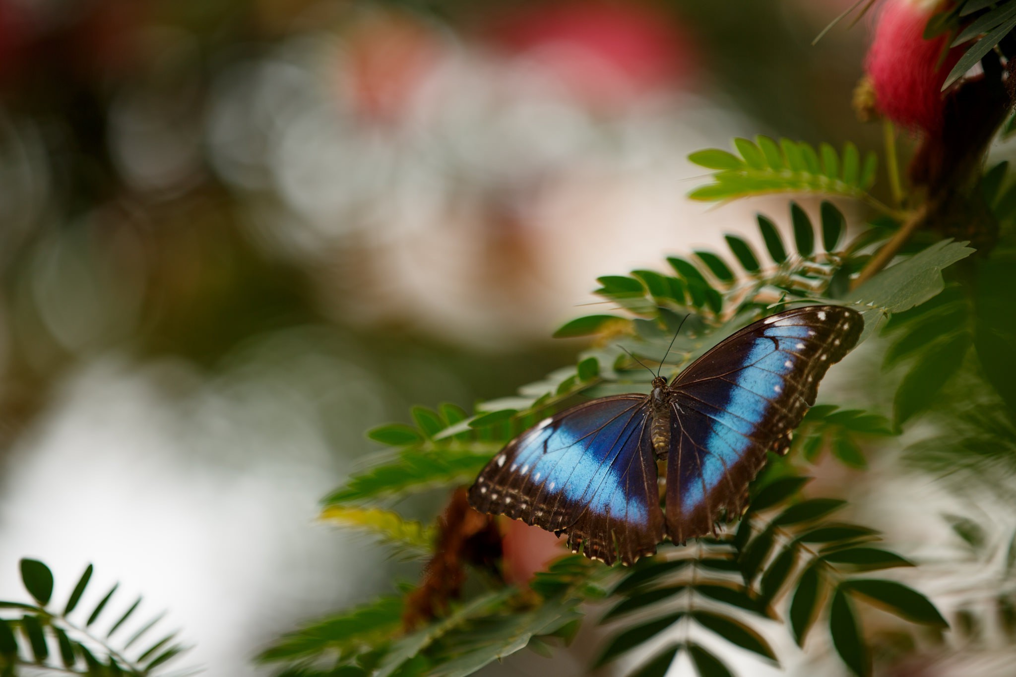 photography butterfly bokeh leaves blue macro insect animals Wallpaper