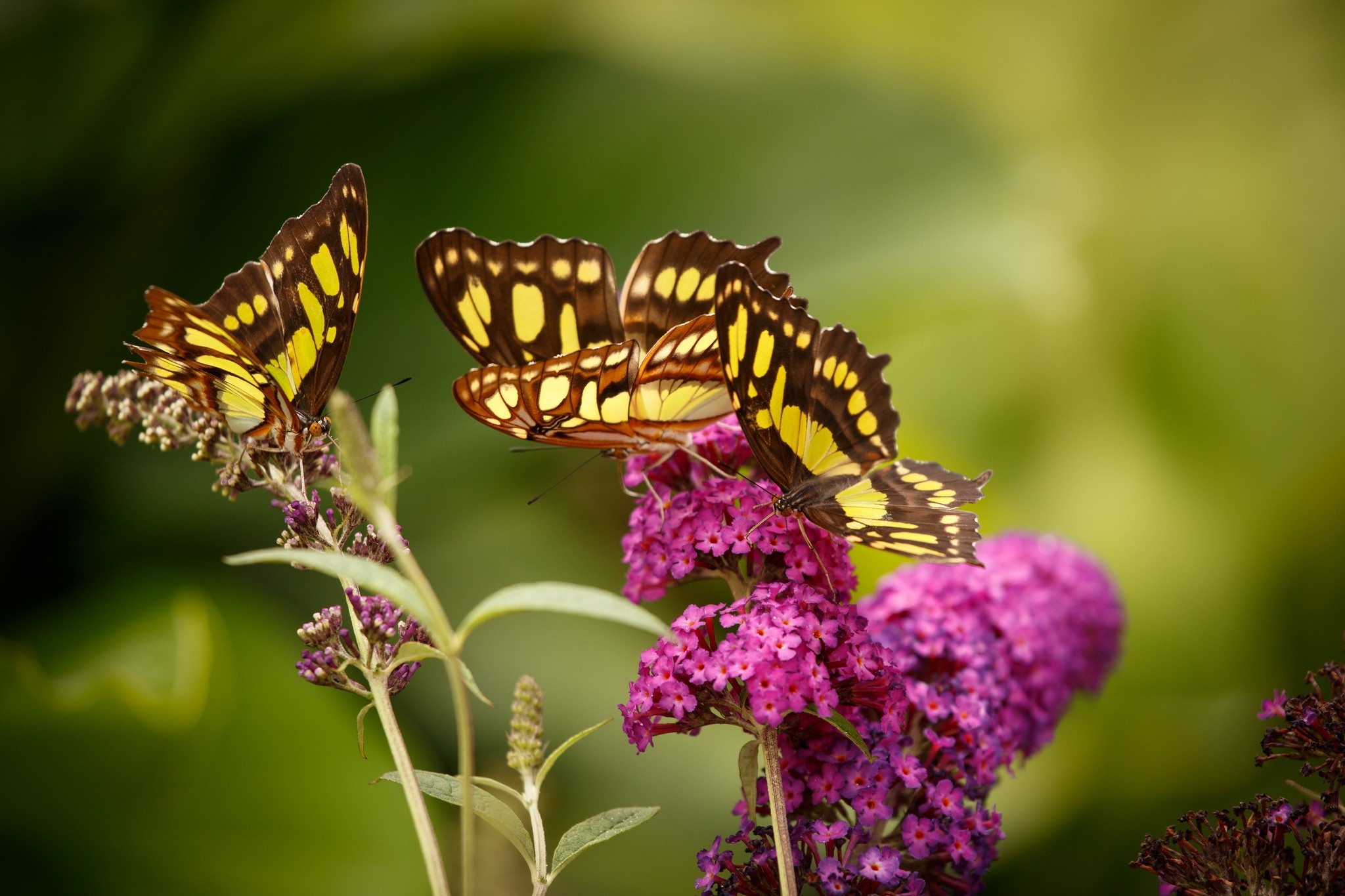 photography butterfly flowers pink flowers macro insect plants animals Wallpaper