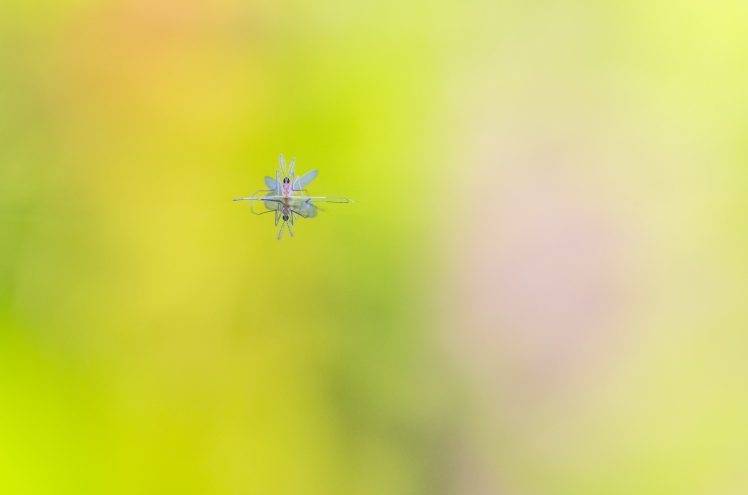 photography reflection insect fly floating blurred HD Wallpaper Desktop Background