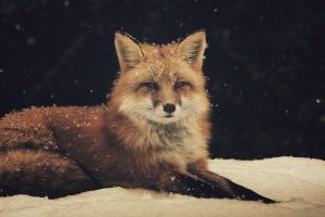 fox animals snow