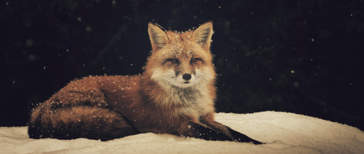 fox animals snow HD Wallpaper Desktop Background
