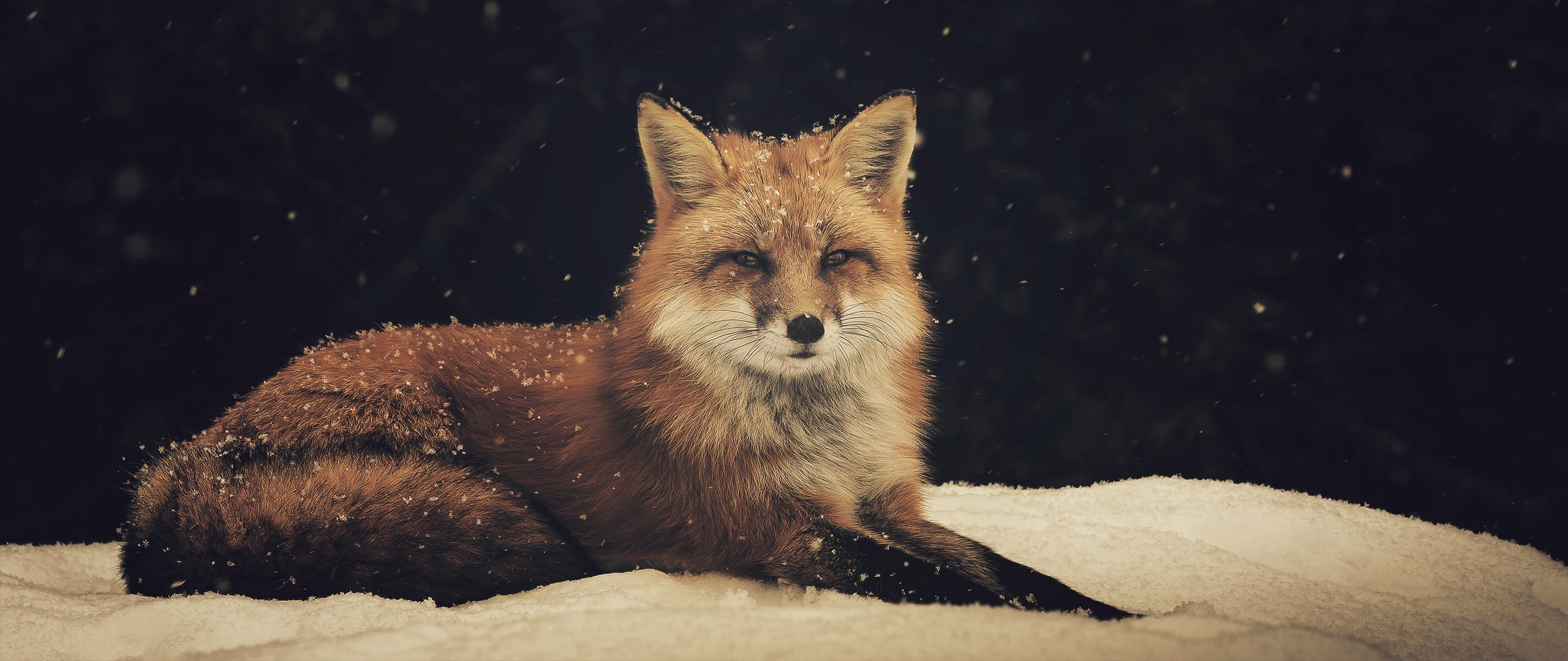 fox animals snow Wallpaper
