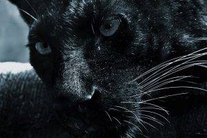 hair eyes face jaguars black animals