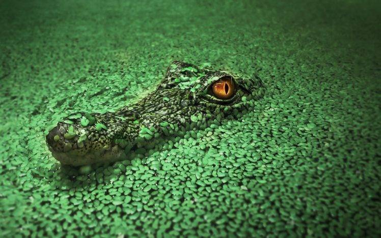 animals crocodiles HD Wallpaper Desktop Background