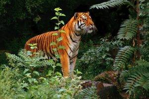 tiger animals jungle