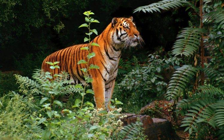 tiger animals jungle HD Wallpaper Desktop Background