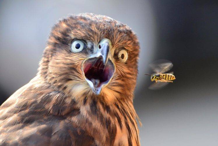 owl animals birds bees flying surprised HD Wallpaper Desktop Background