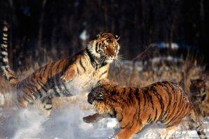 tiger animals